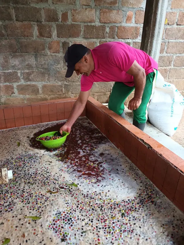 The Decaf Project: La Virgen Guadalupe Huila Swiss Water Process